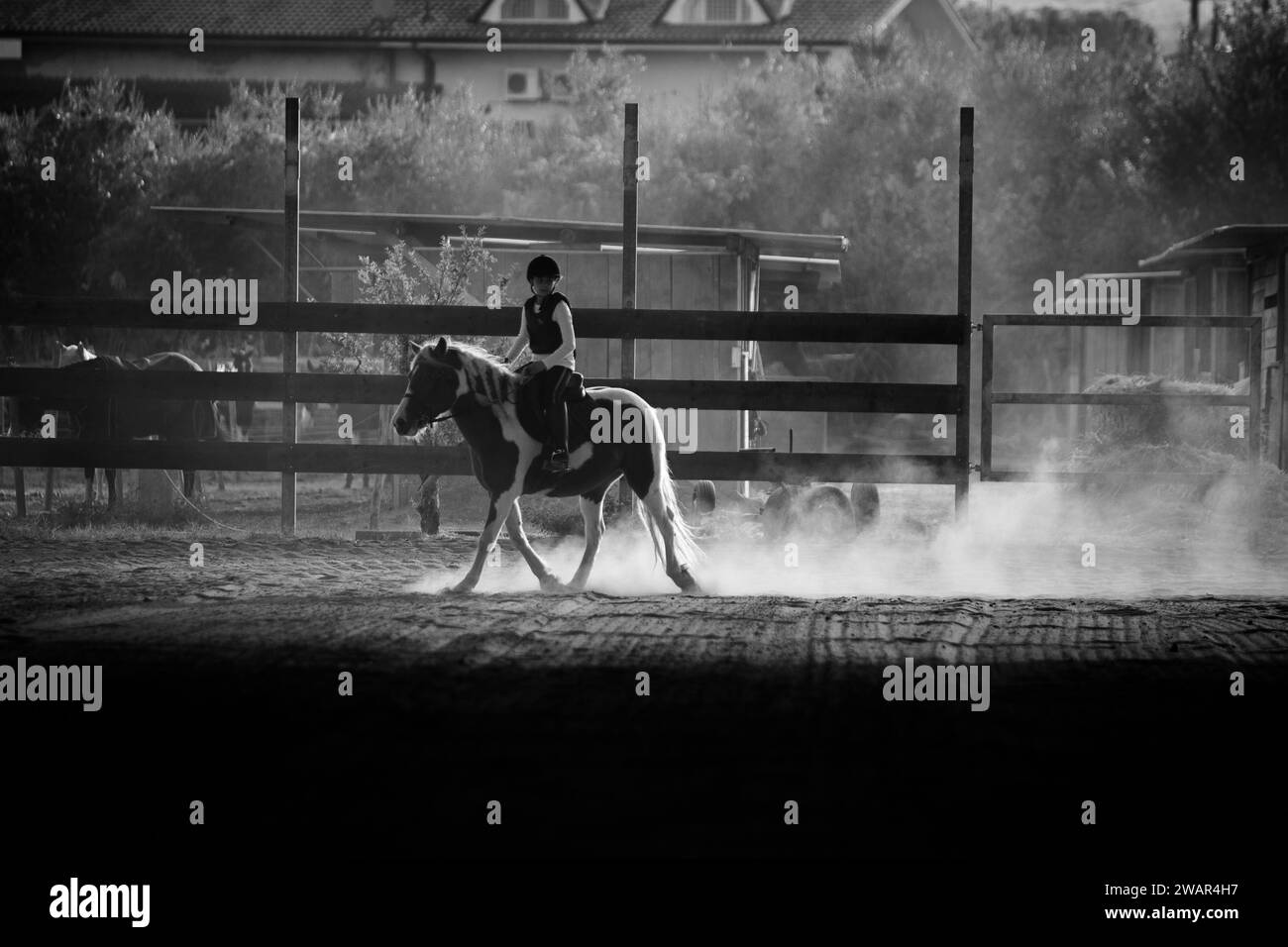 trotting horse for show jumping training Stock Photo Alamy