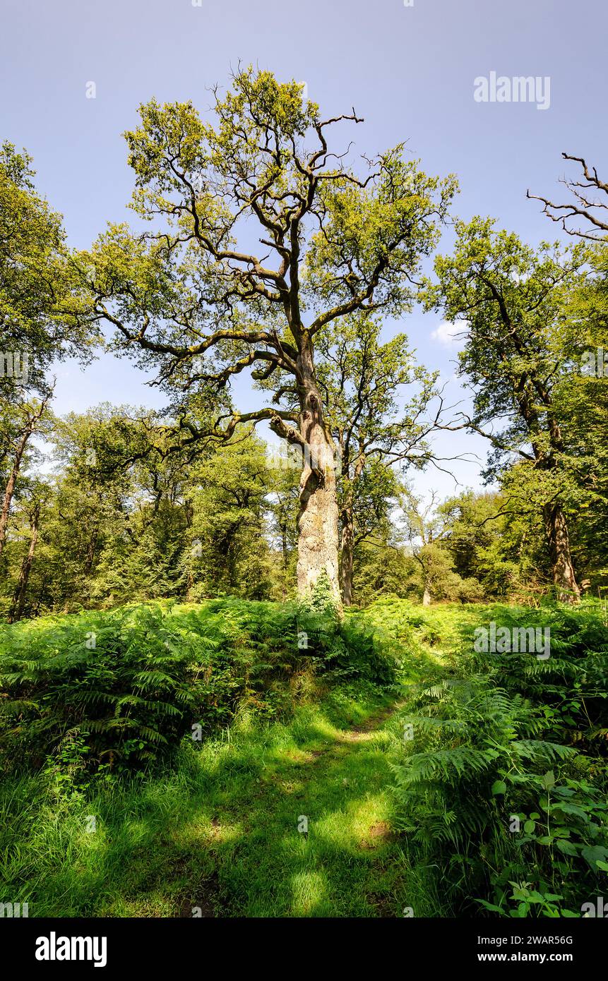 Old oak trunk gnarled mossy hi-res stock photography and images - Alamy
