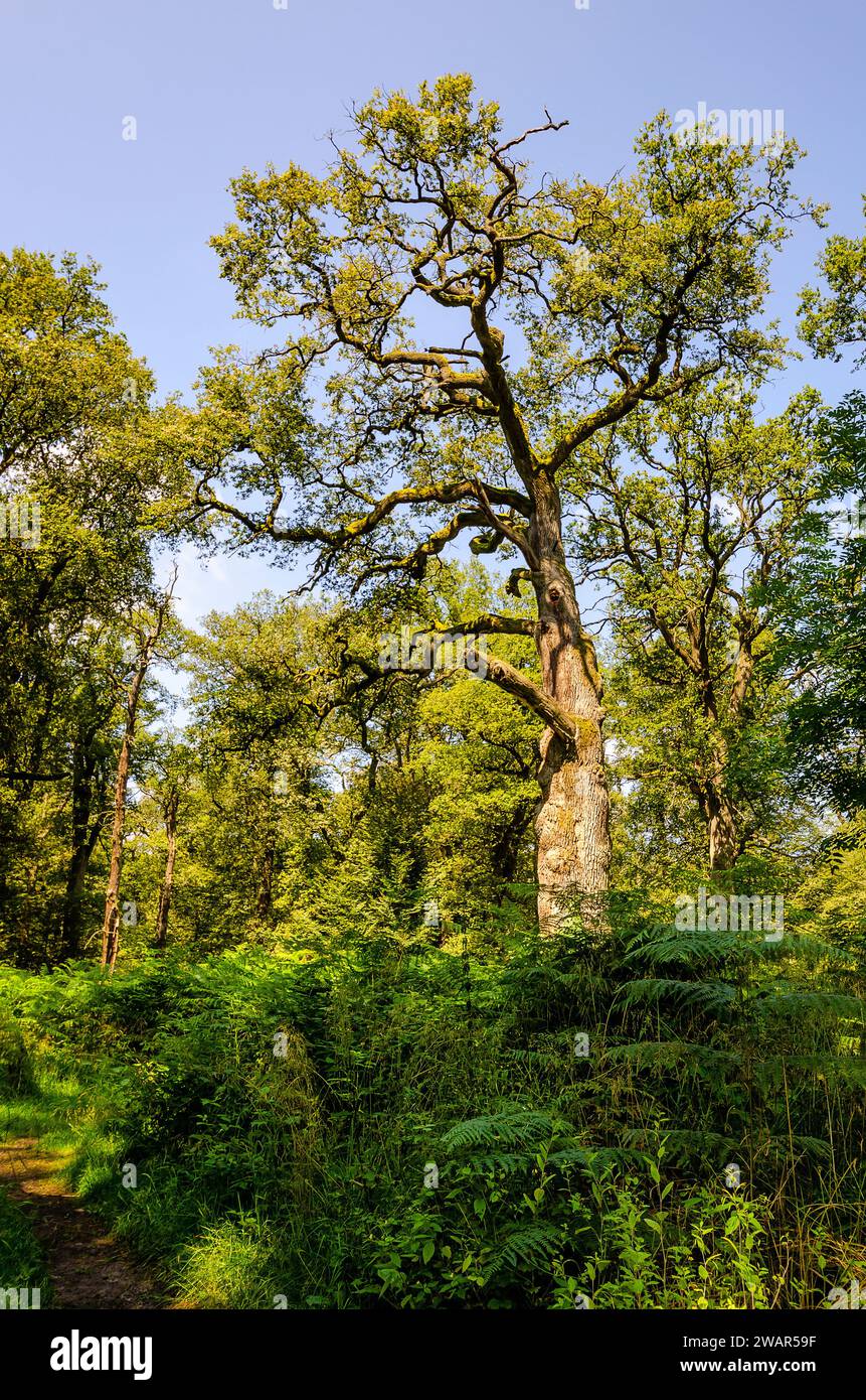 Old oak trunk gnarled mossy hi-res stock photography and images - Alamy