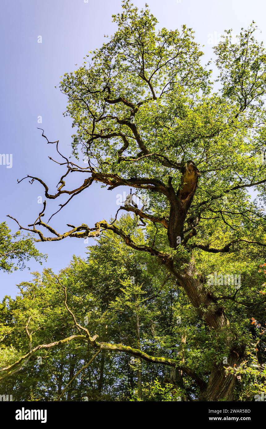 Gnarled treetop, Sababurg primeval forest - Germany Stock Photo
