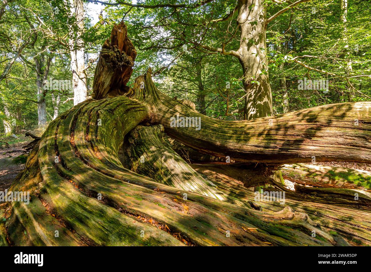Weathered deadwood, Sababurg primeval forest - Germany Stock Photo