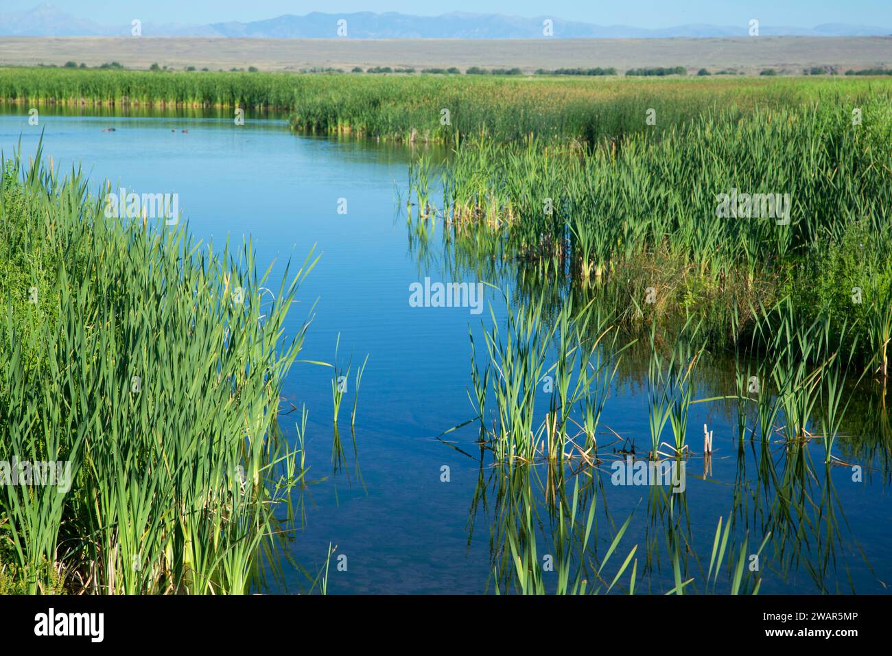 Big Pond, Camas National Wildlife Refuge, Idaho Stock Photo