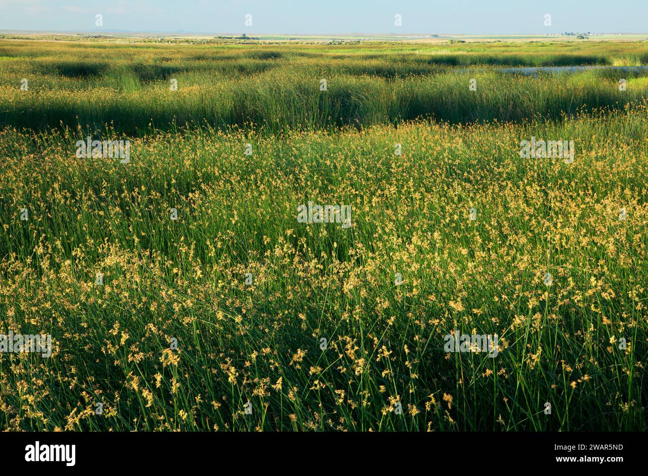 Bulrush marsh, Camas National Wildlife Refuge, Idaho Stock Photo