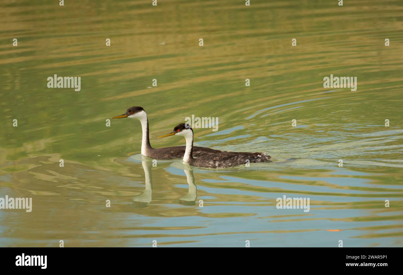 Western grebe, Mud Lake Wildlife Management Area, Idaho Stock Photo Alamy