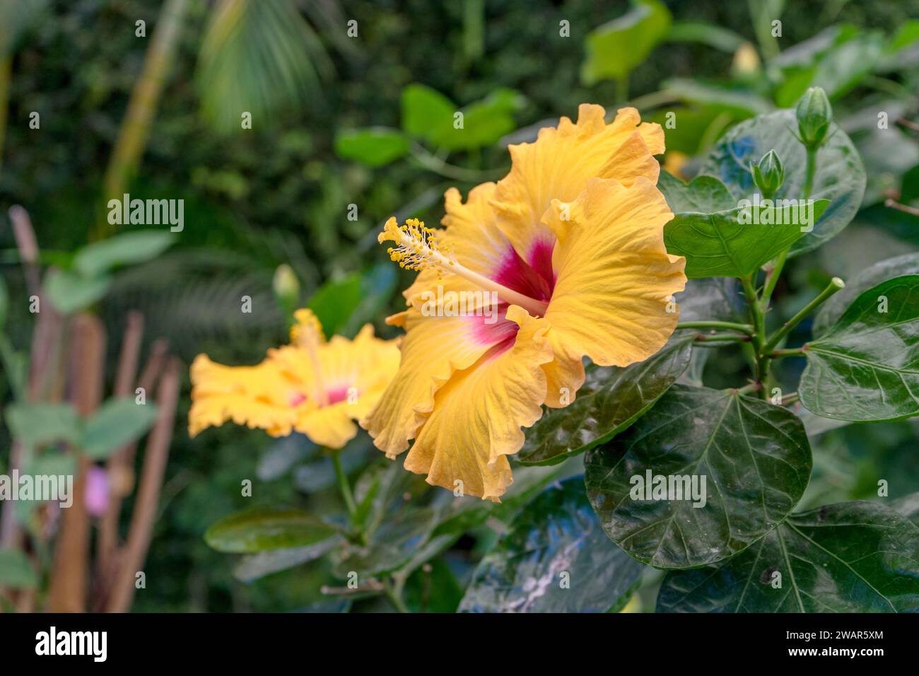 Orange color hibiscus hi-res stock photography and images - Alamy