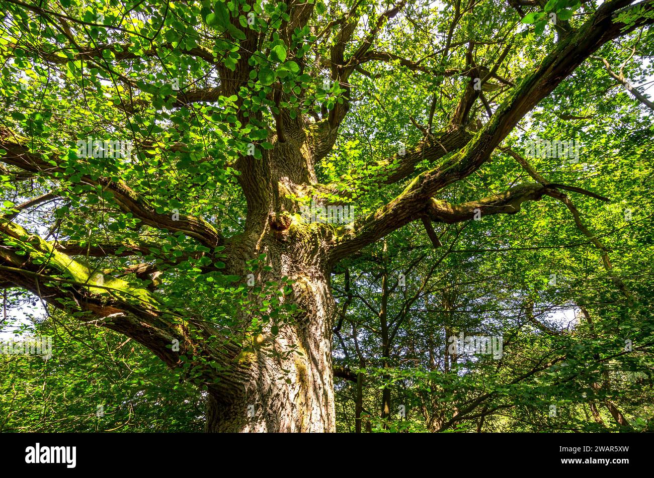 Old beech - Sababurg primeval forest, Germany Stock Photo