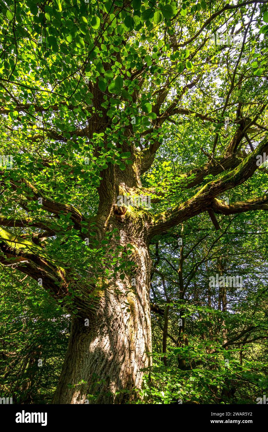 Old sunny beech forest hi-res stock photography and images - Alamy