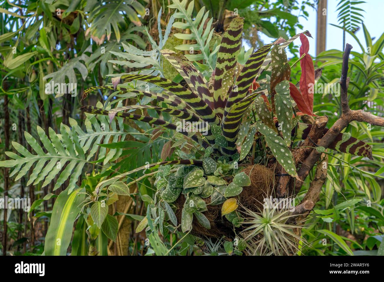 Detail shot with tropical plants Window Leaf Monstera, Flaming Sword Vriesea splendens, Spotted Ivy, Scindapsus pictus and Trout Begonia Begonia macul Stock Photo