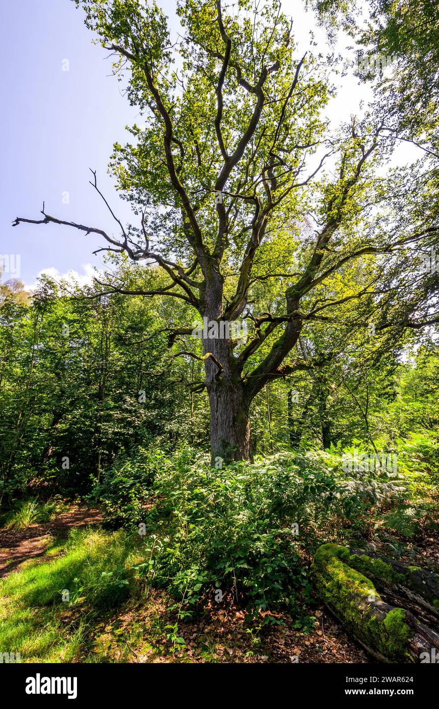 Old beech - Sababurg primeval forest, Germany Stock Photo