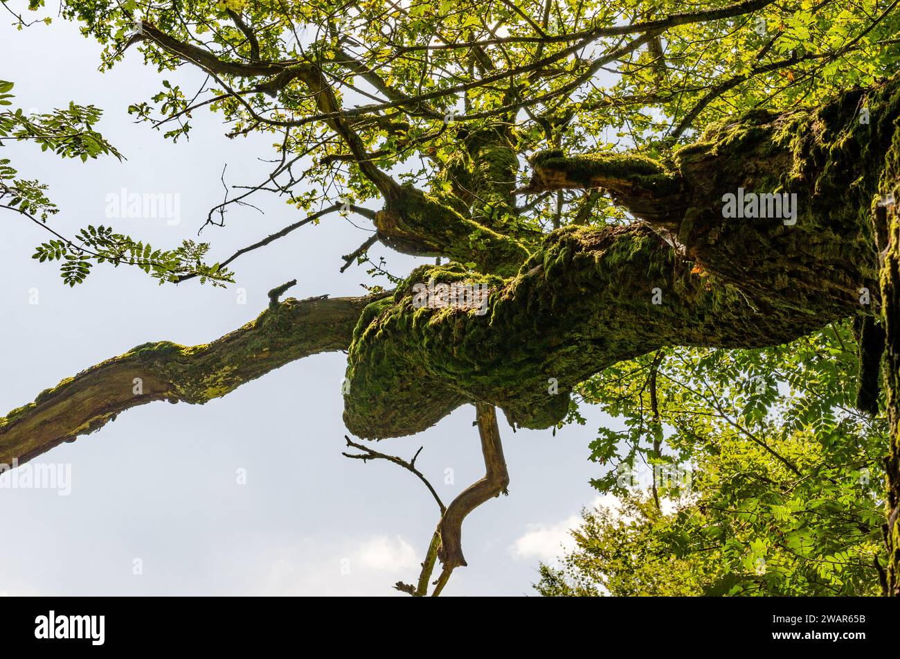 Old oak trunk gnarled mossy hi-res stock photography and images - Alamy