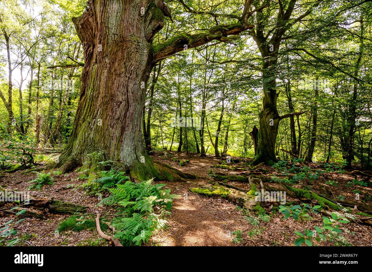Old oak trunk gnarled mossy hi-res stock photography and images - Alamy