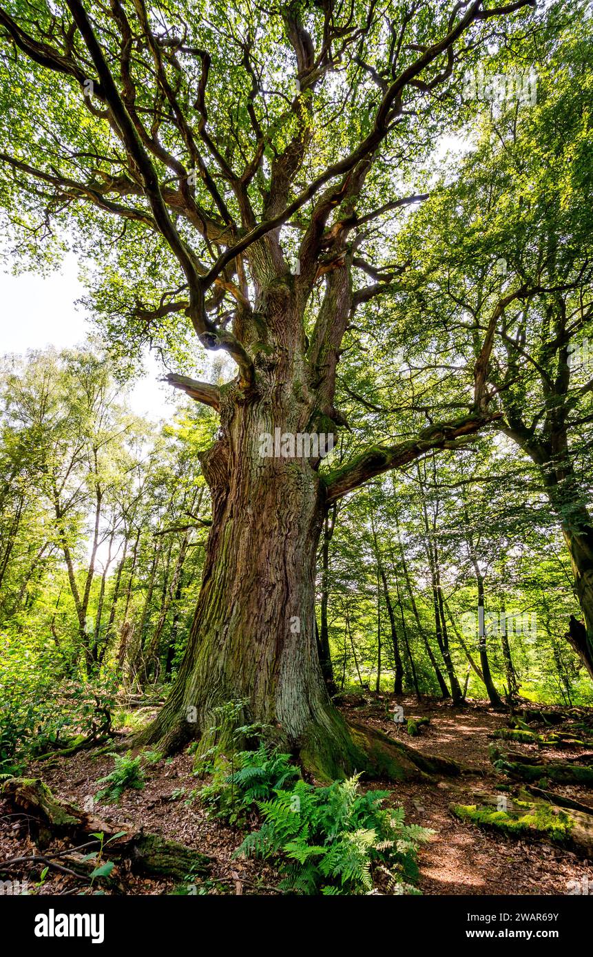 Old oak trunk gnarled mossy hi-res stock photography and images - Alamy