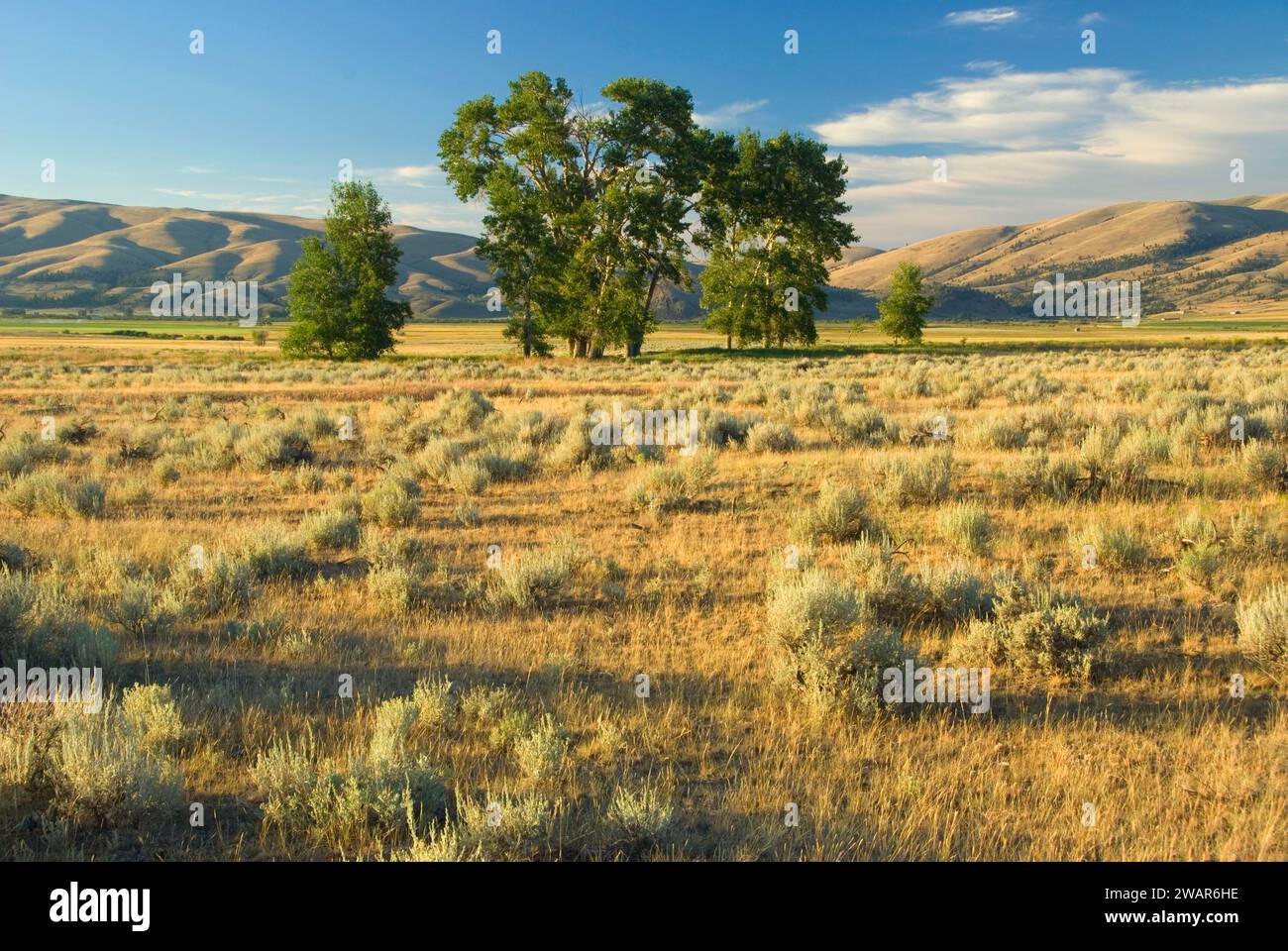 Ranchland with cottonwoods, Lewis and Clark County, Montana Stock Photo