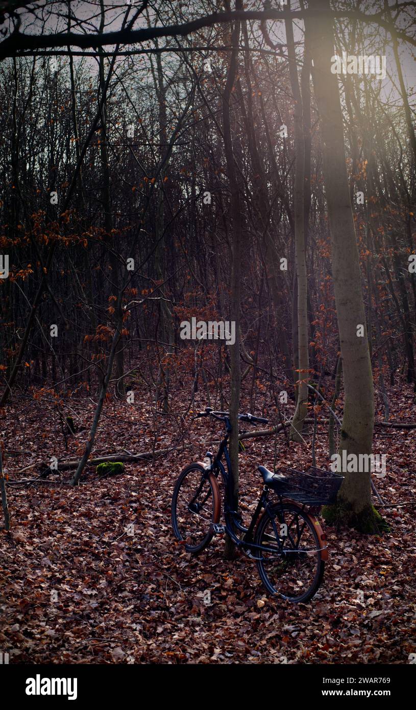 Brown bicycle parked in the woods, ground covered with brown fallen leaves Stock Photo