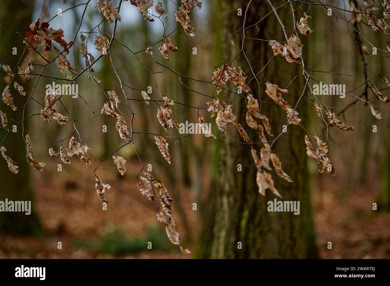 Focus on a branch with brown and dry dead leaves with a blurred background of woodland in brown and green colors Stock Photo