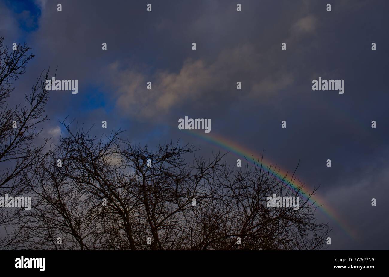 Double rainbow over some leafless tree tops in a gray-blue cloudy sky Stock Photo