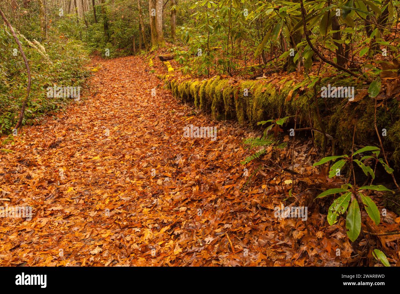 Mingus Creek Cemetery Trail Stock Photo - Alamy