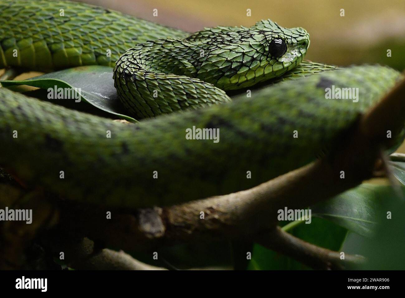 January 6, 2024, Dvur Kralove nad Labem, Czech Republic: The African Bush Viper (Atheris nitschei) venomous snake is displayed at Safari Park Dvur Kralove nad Labem in the Czech Republic. (Credit Image: © Slavek Ruta/ZUMA Press Wire) EDITORIAL USAGE ONLY! Not for Commercial USAGE! Stock Photo