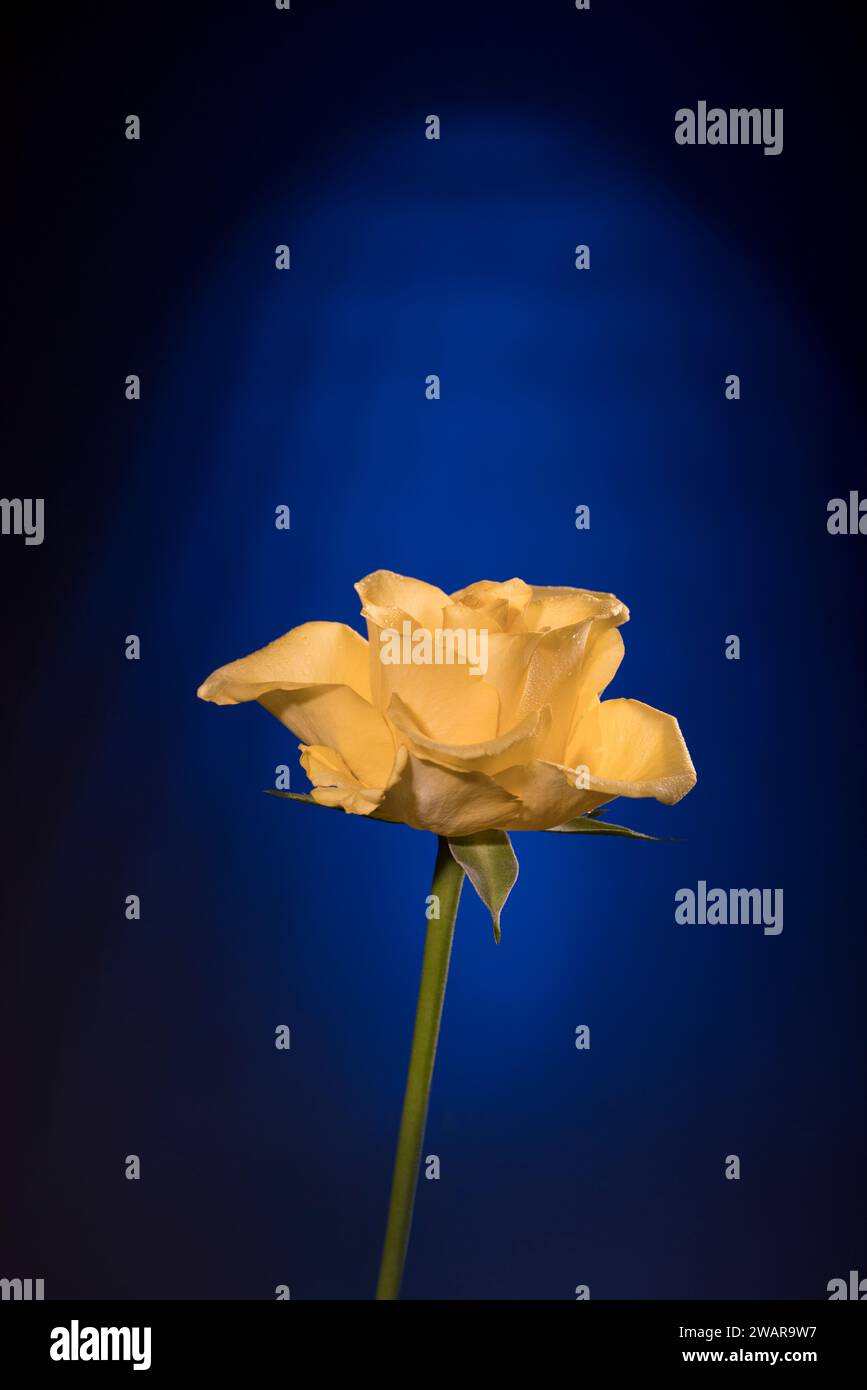 Romantic Yellow Rose on Blue Black Background Stock Photo