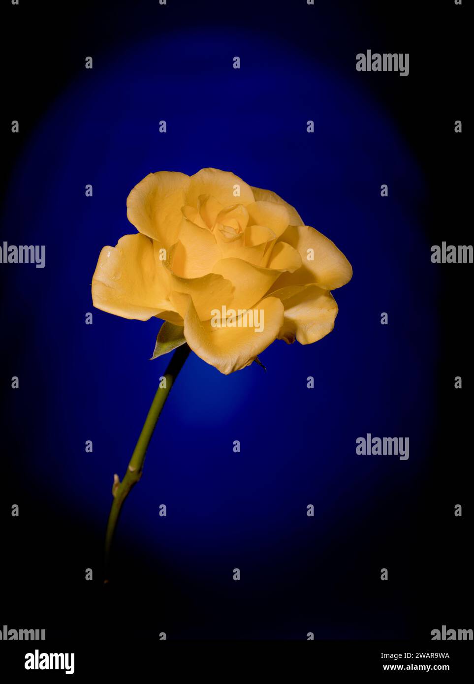 Romantic Yellow Rose on Blue Black Background Stock Photo