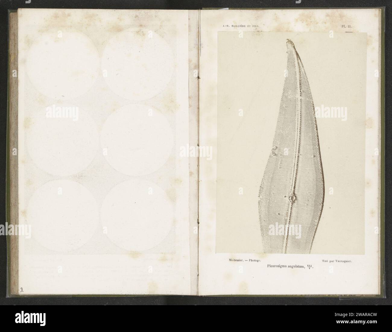 Micro biology 19th century hi-res stock photography and images - Alamy