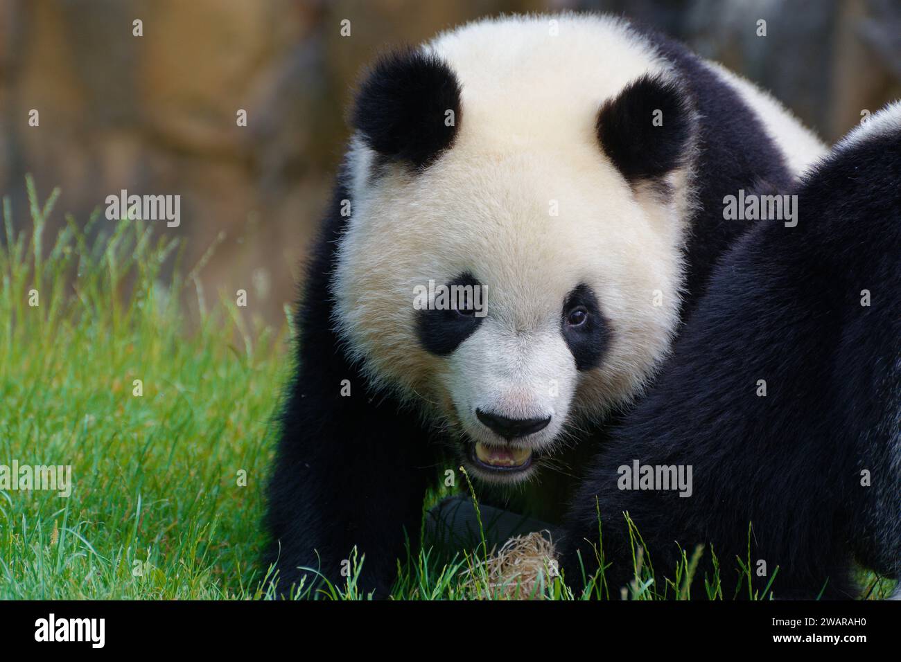 Close-up of adult panda in Beauval zoo Stock Photo