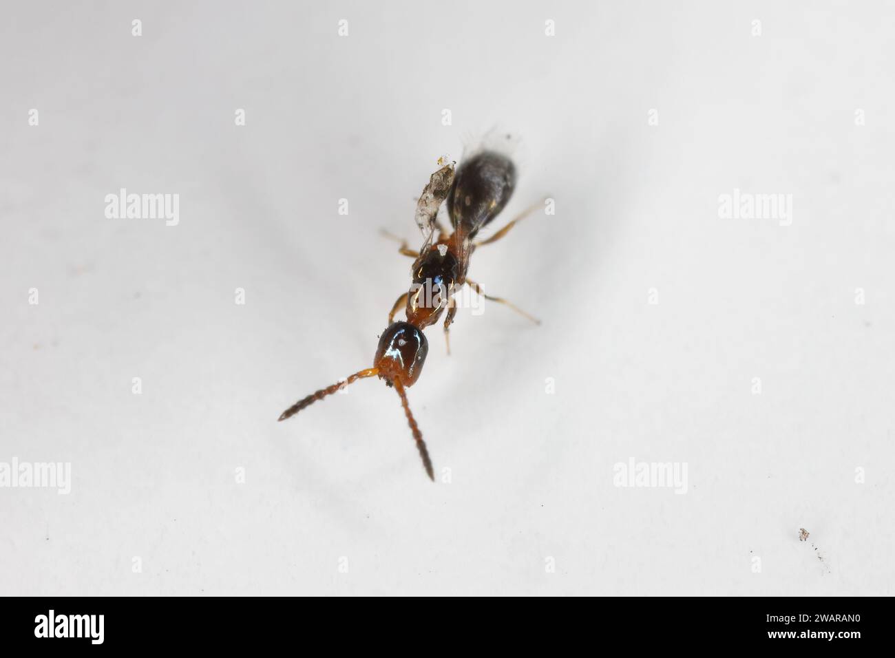 Parasitoid wasp from genus Laelius, Bethylidae family found in the seeds of a palm tree infested by the Palm seed borer (Coccotrypes dactyliperda). Stock Photo
