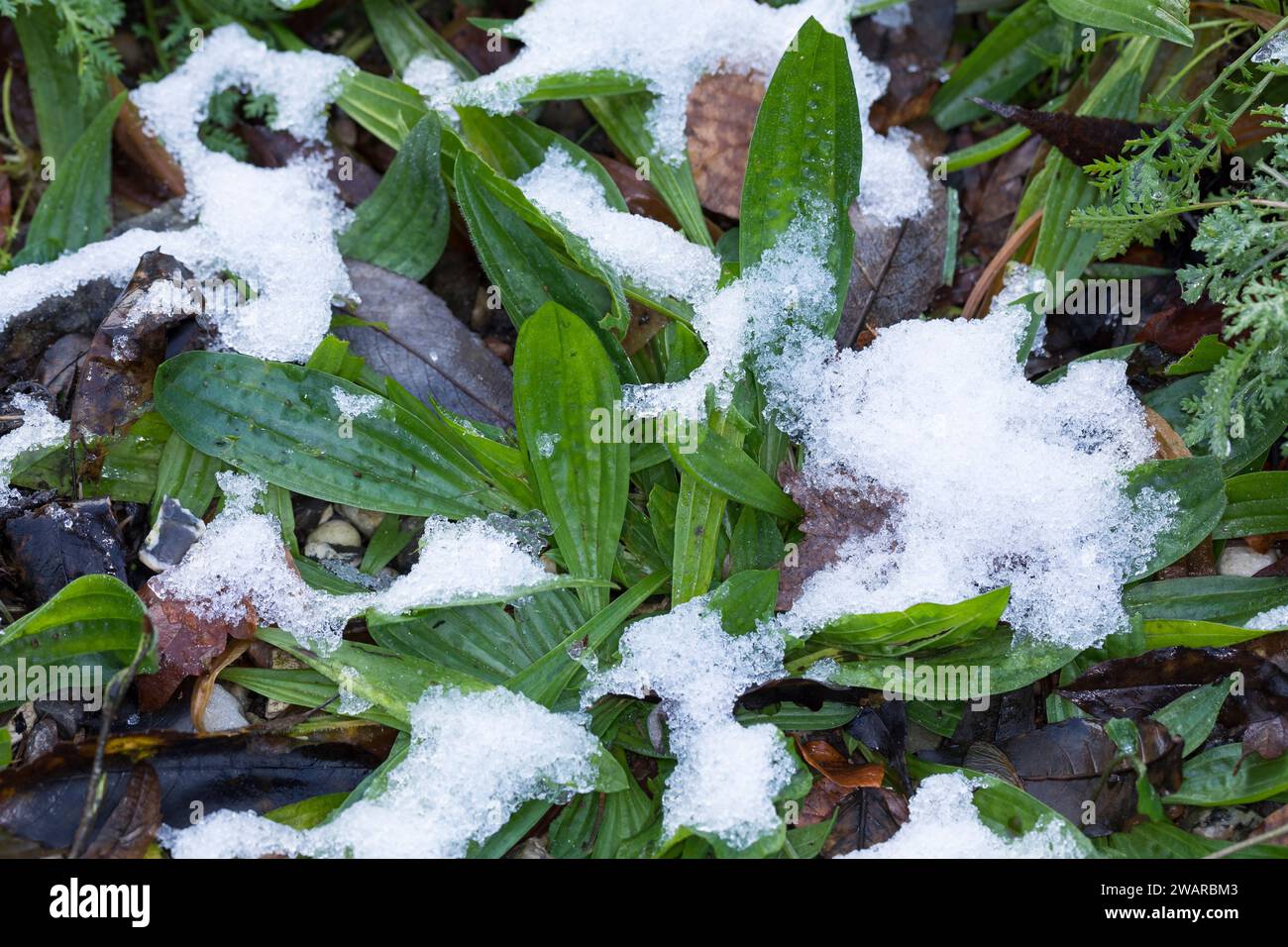 Spitz-Wegerich, Spitzwegerich, Wegerich, Plantago lanceolata, English Plantain, Ribwort, narrowleaf plantain, ribwort plantain, ribleaf, le Plantain l Stock Photo