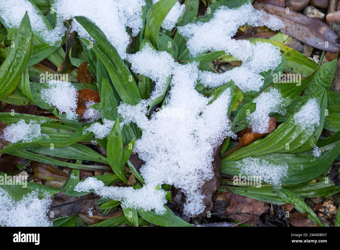 Spitz-Wegerich, Spitzwegerich, Wegerich, Plantago lanceolata, English Plantain, Ribwort, narrowleaf plantain, ribwort plantain, ribleaf, le Plantain l Stock Photo