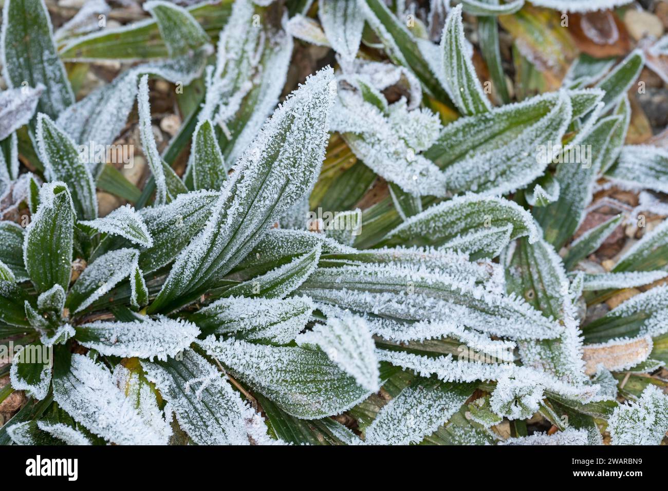 Spitz-Wegerich, Spitzwegerich, Wegerich, Plantago lanceolata, English Plantain, Ribwort, narrowleaf plantain, ribwort plantain, ribleaf, le Plantain l Stock Photo