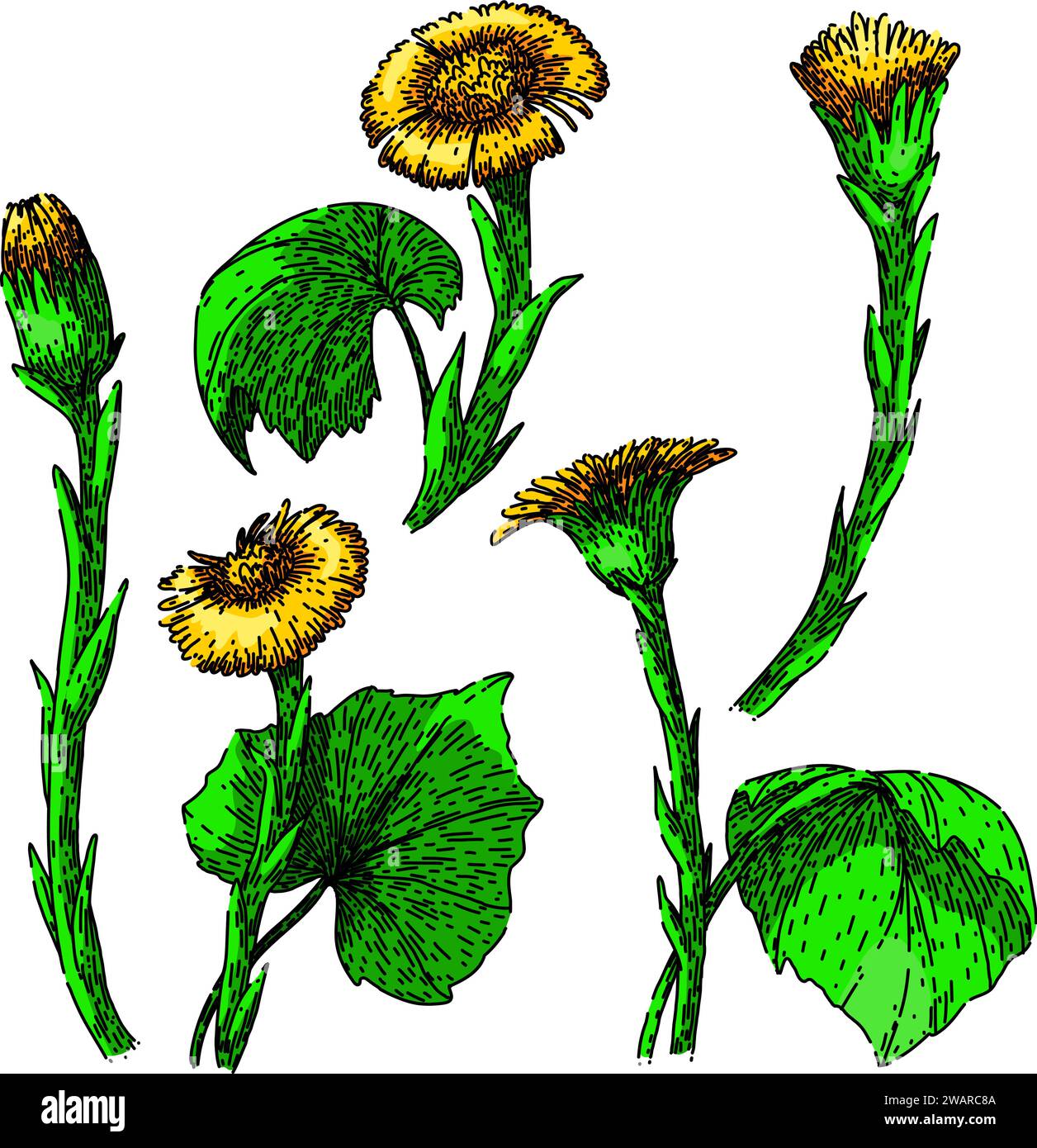 coltsfoot set sketch hand drawn vector Stock Vector