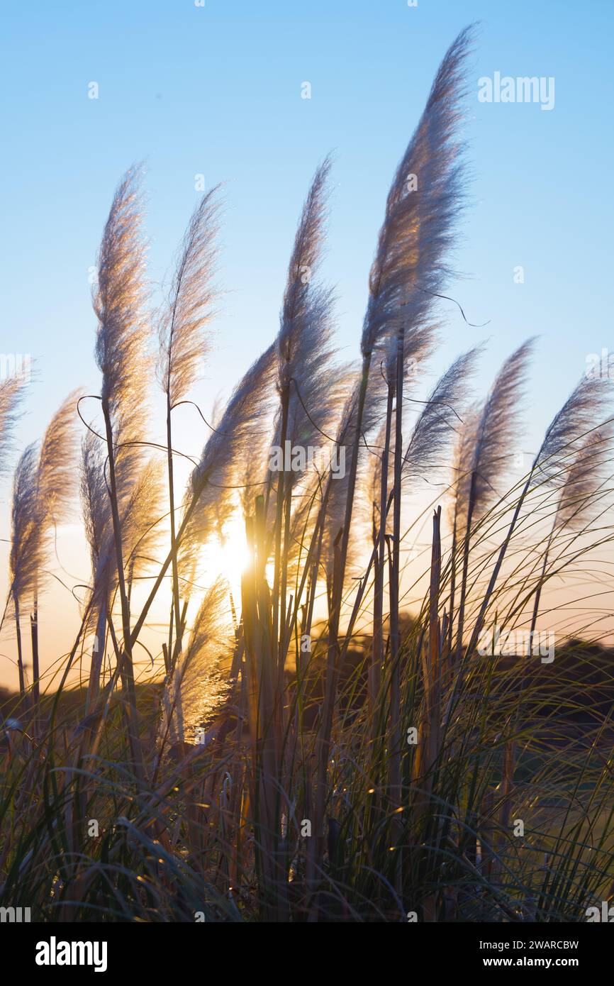 An image of a vibrant yellow sun in an expansive desert landscape with tall grass swaying in the breeze Stock Photo