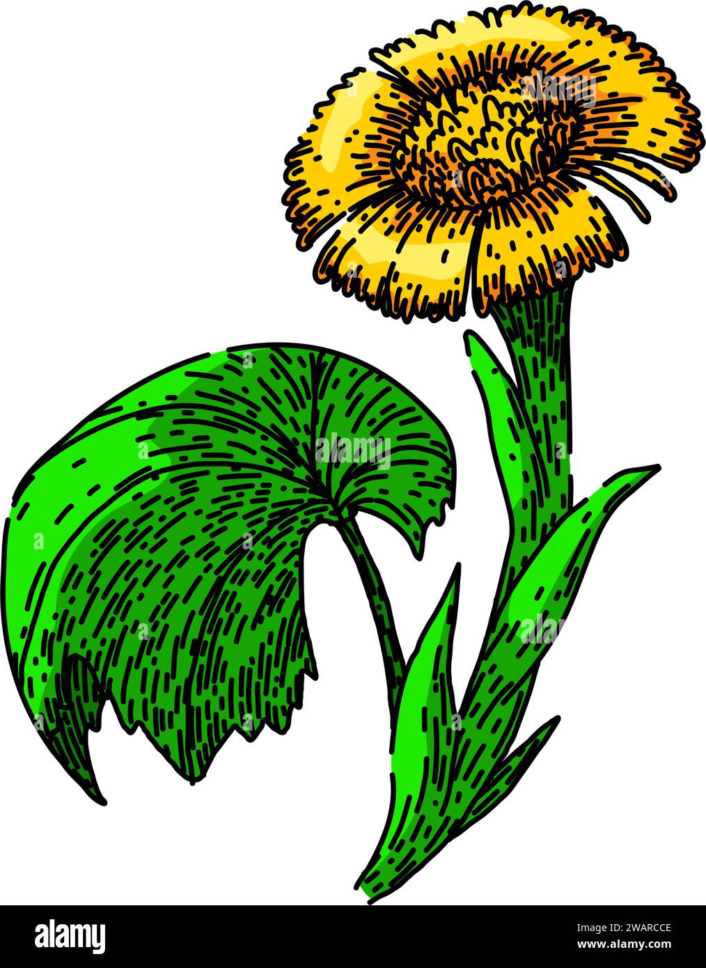 tussilago coltsfoot sketch hand drawn vector Stock Vector