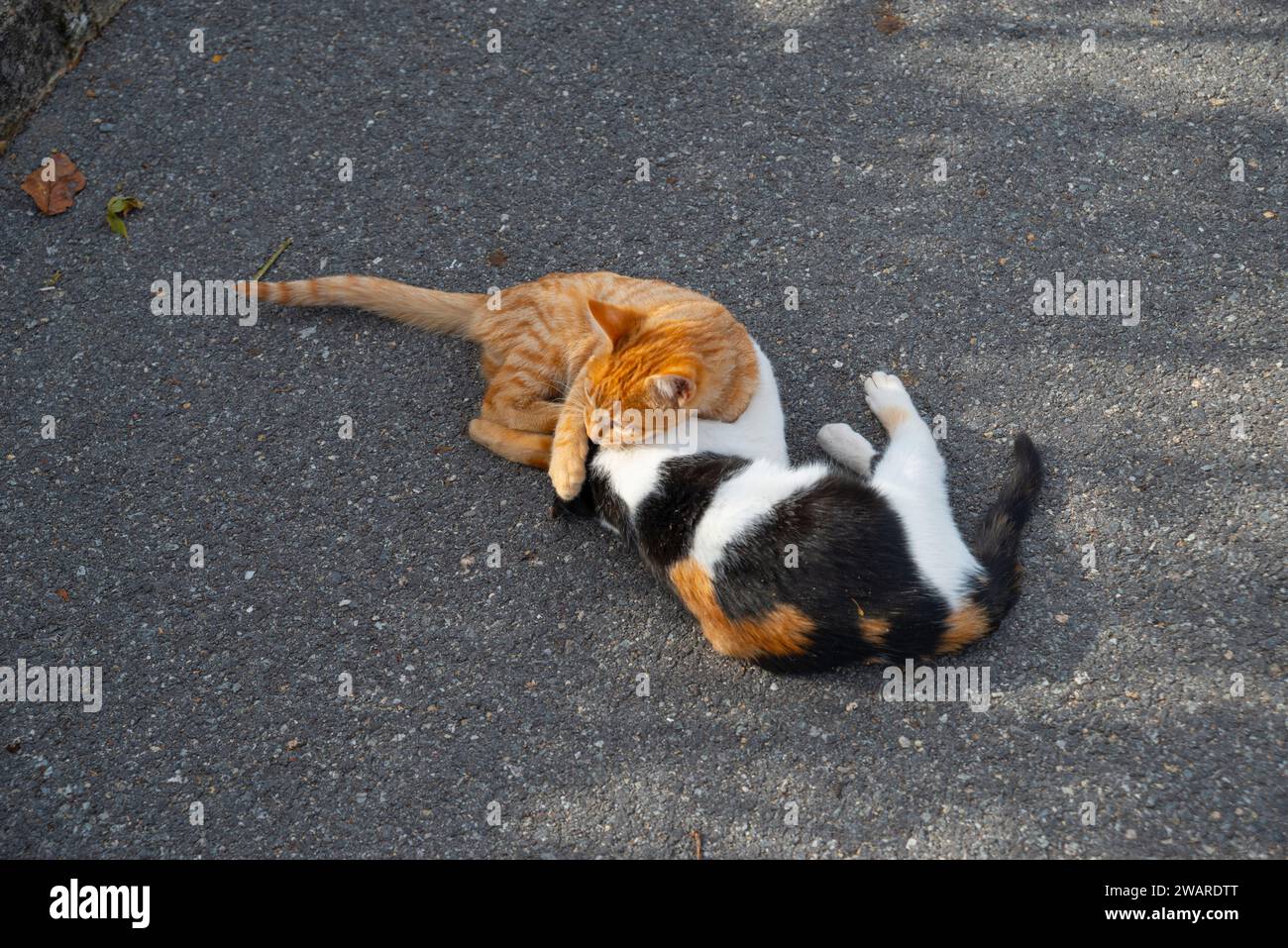 Tabby kittens playing outside hi-res stock photography and images - Alamy
