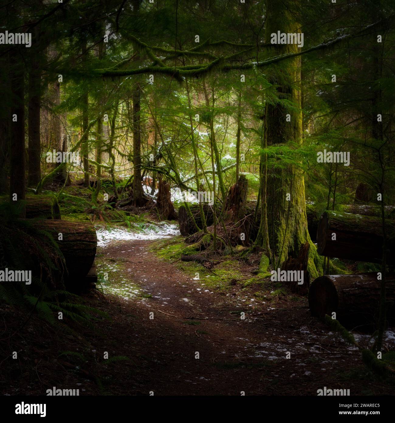 Lush green forest hi-res stock photography and images - Alamy