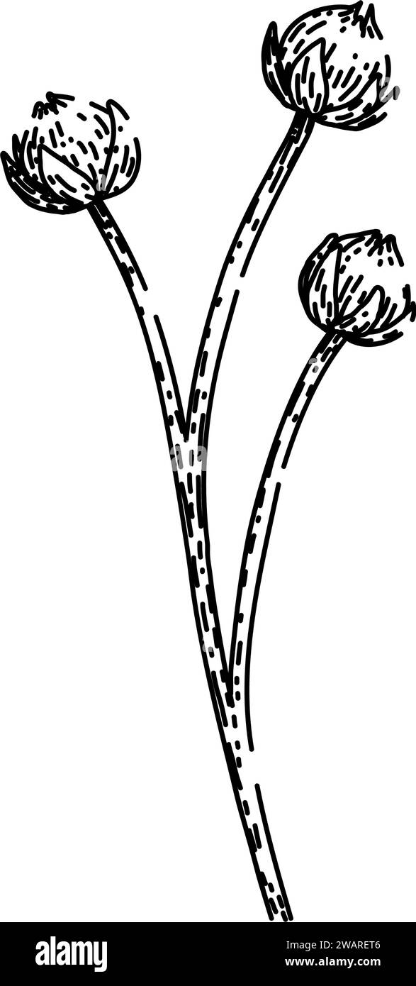 flax flax sketch hand drawn vector Stock Vector Image & Art - Alamy