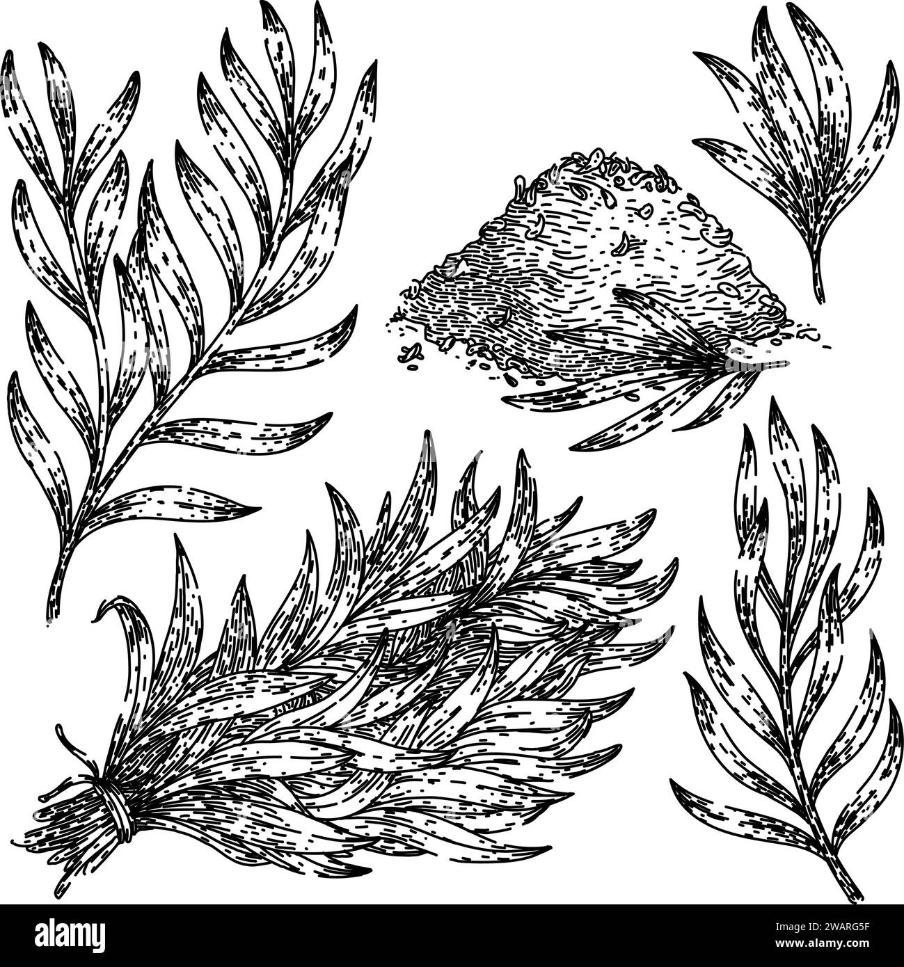 tarragon set sketch hand drawn vector Stock Vector Image & Art Alamy