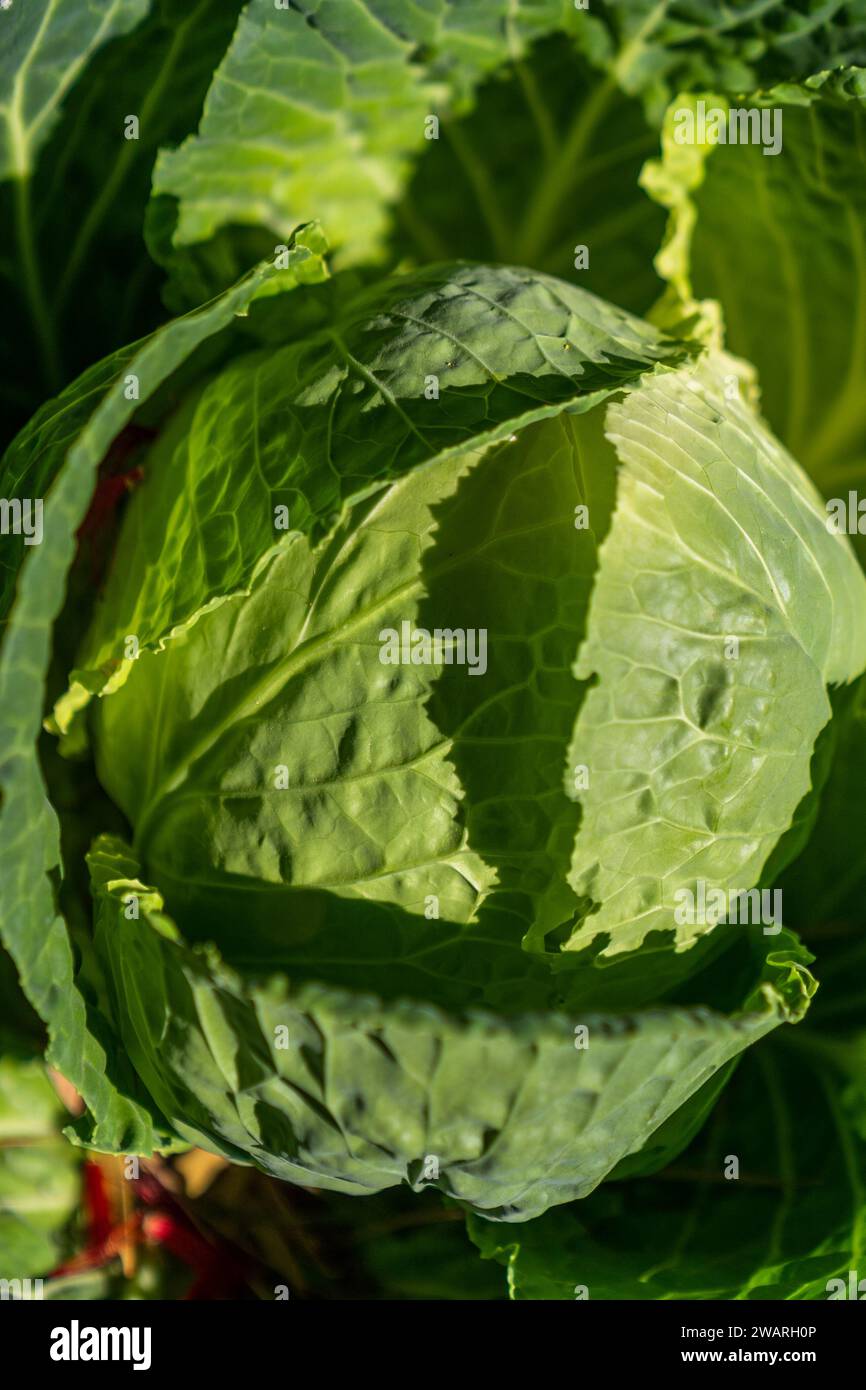 Cabbage Sun This stock photo features a close-up of a cabbage head, illuminated by ...