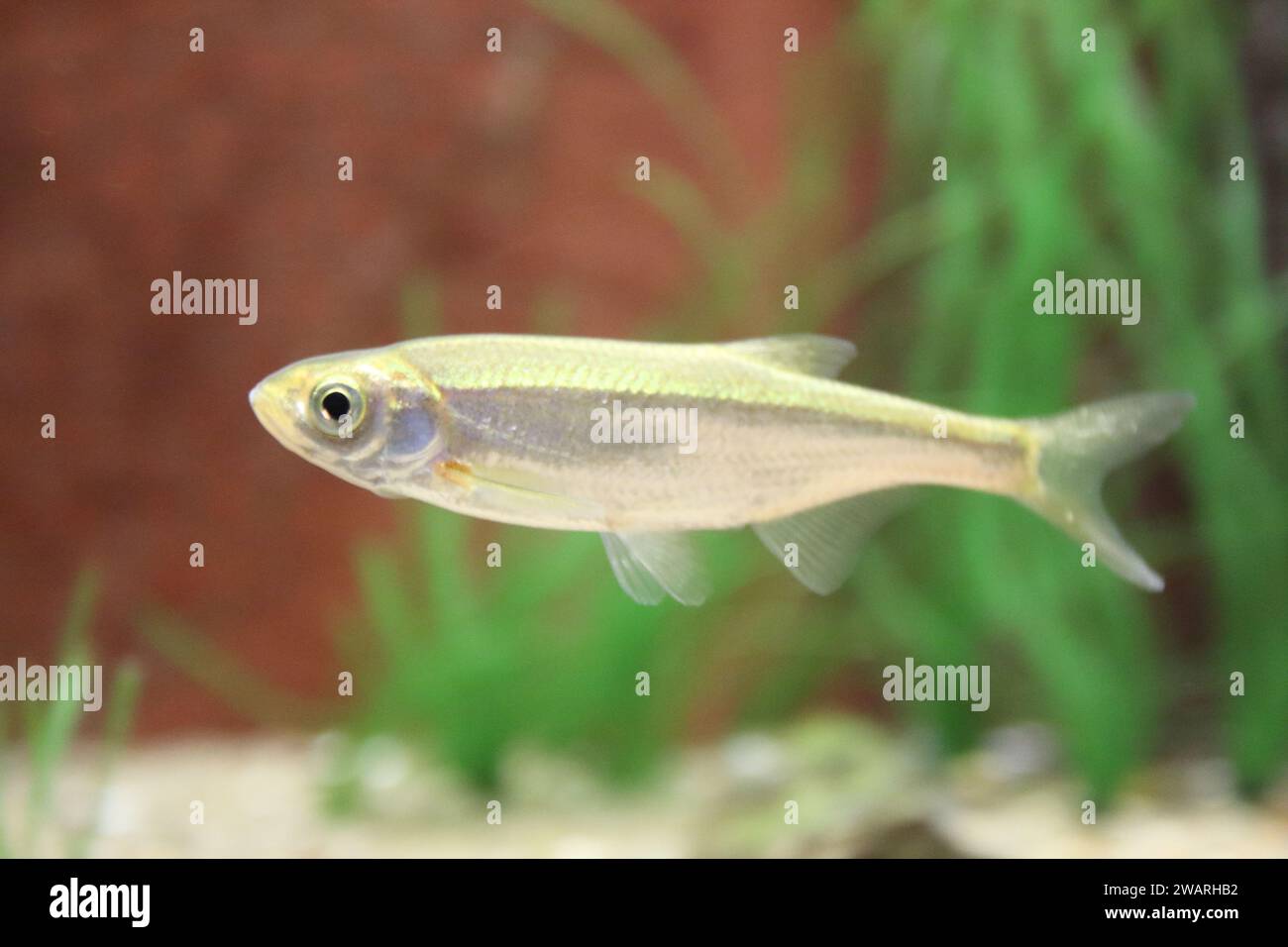 The common bleak (Alburnus alburnus) is a small freshwater coarse fish of the cyprinid family Stock Photo