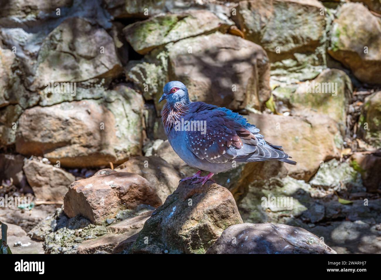 Speckled pigeon, beautiful blue bird, stock photography Stock Photo