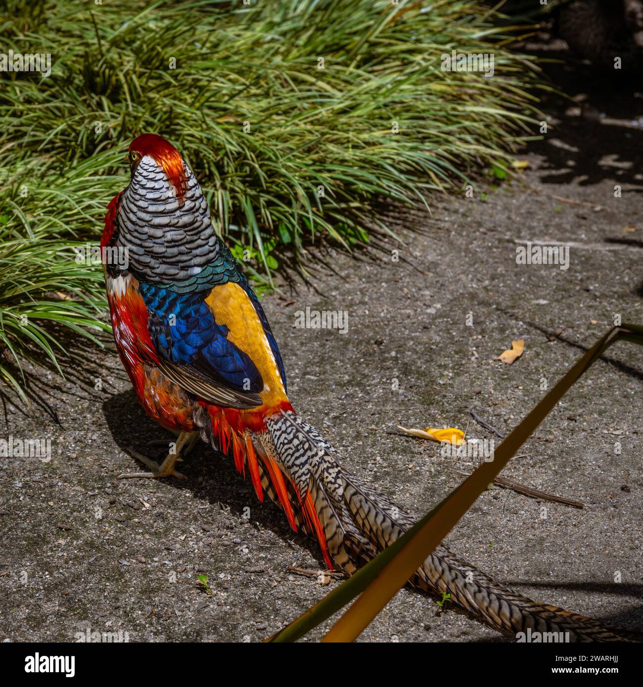 A Lady Amherst pheasant in botanical garden, beautiful bird, bright colorful plumage and a long black and white striped tail stock photography Stock Photo