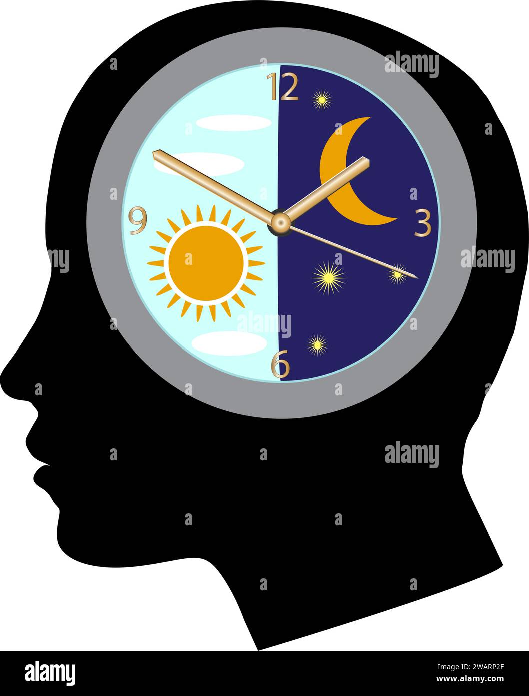 A circadian rhythm or circadian cycle. Human circadian biological clock ...