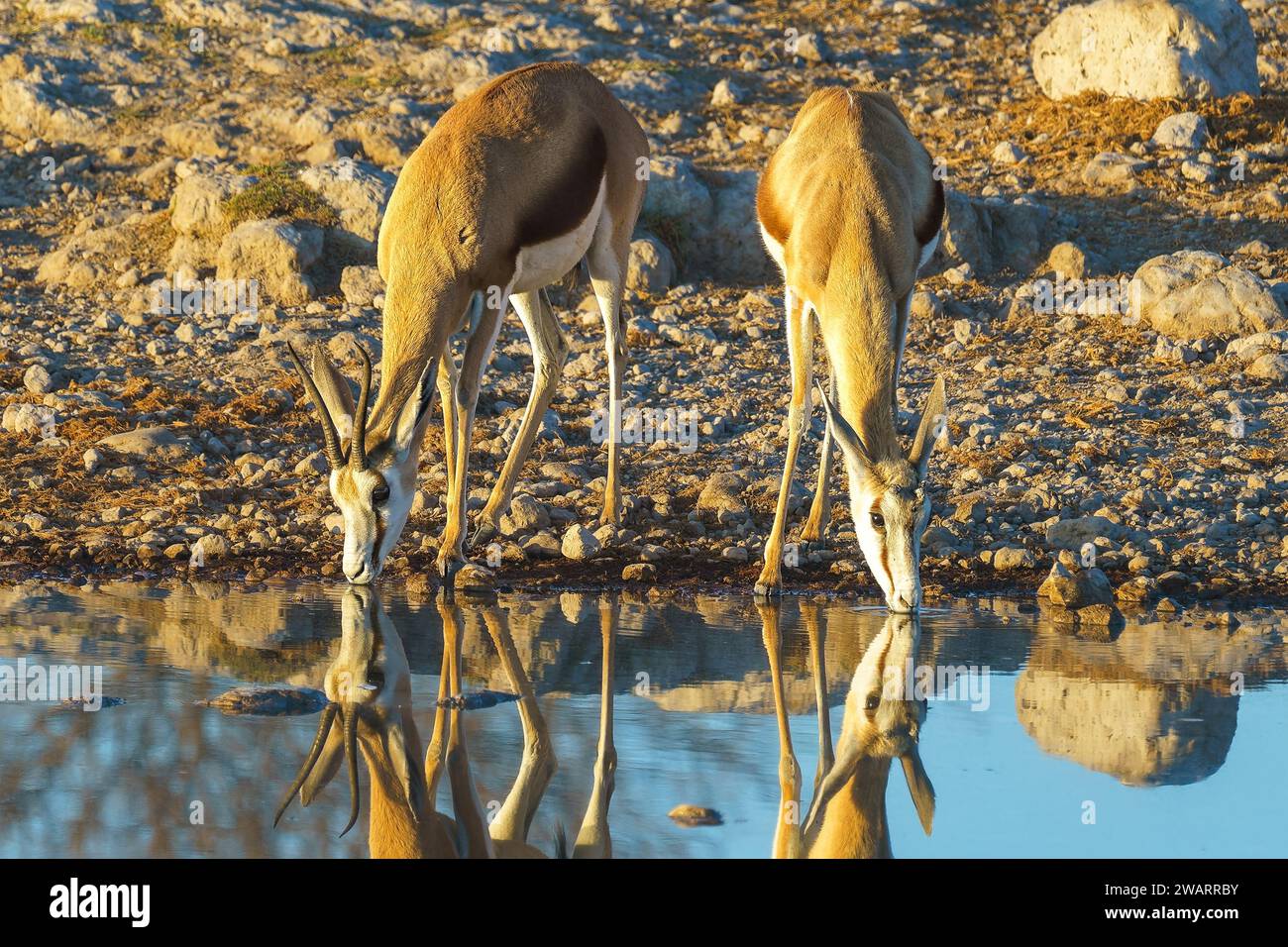 The two Springbok antelopes at a waterhole in the Central Kalahari Game Reserve in Botswana. Stock Photo