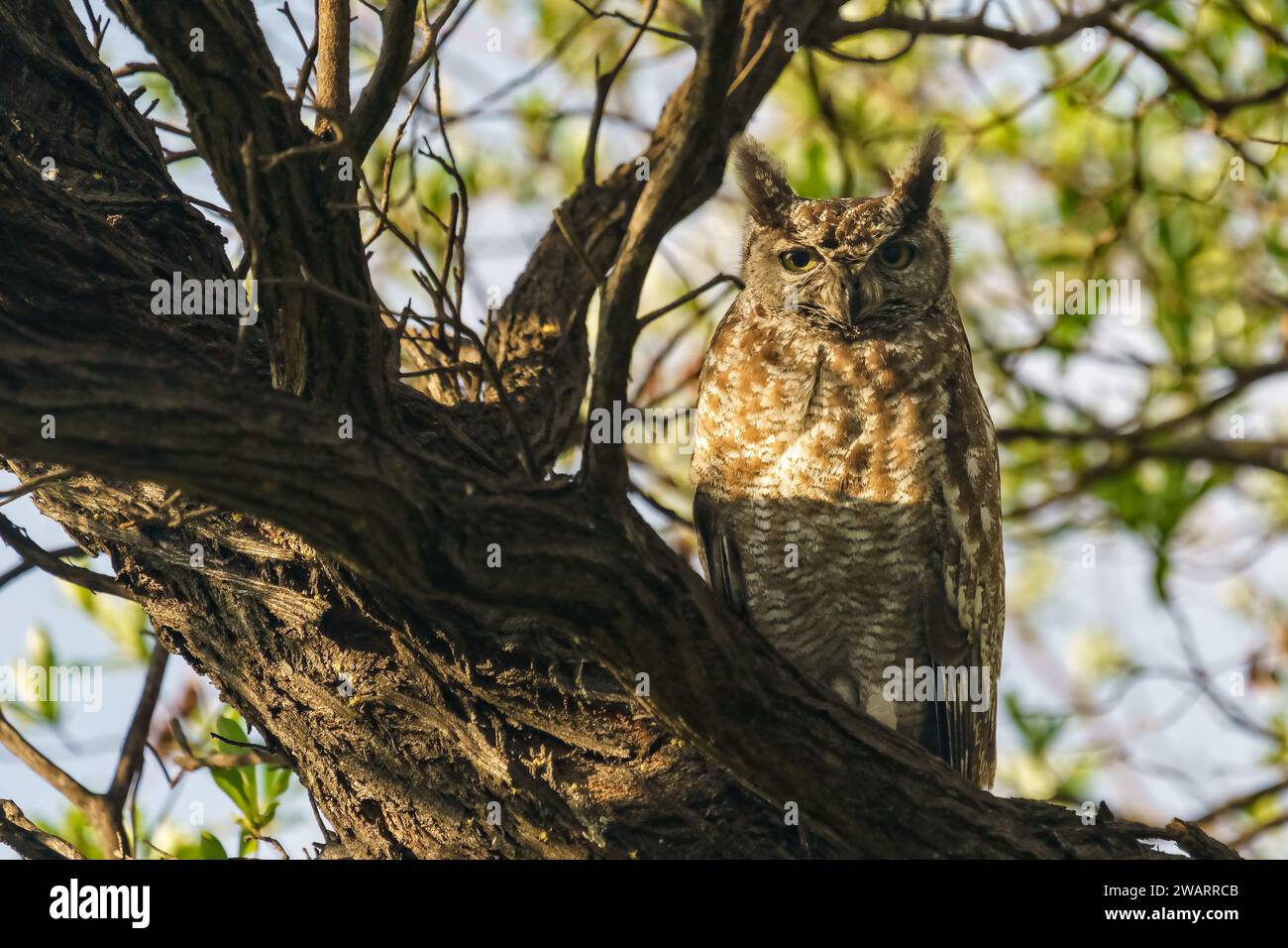 An elegant owl perched high up on a tree branch in the Central Kalahari Game Reserve, Botswana Stock Photo