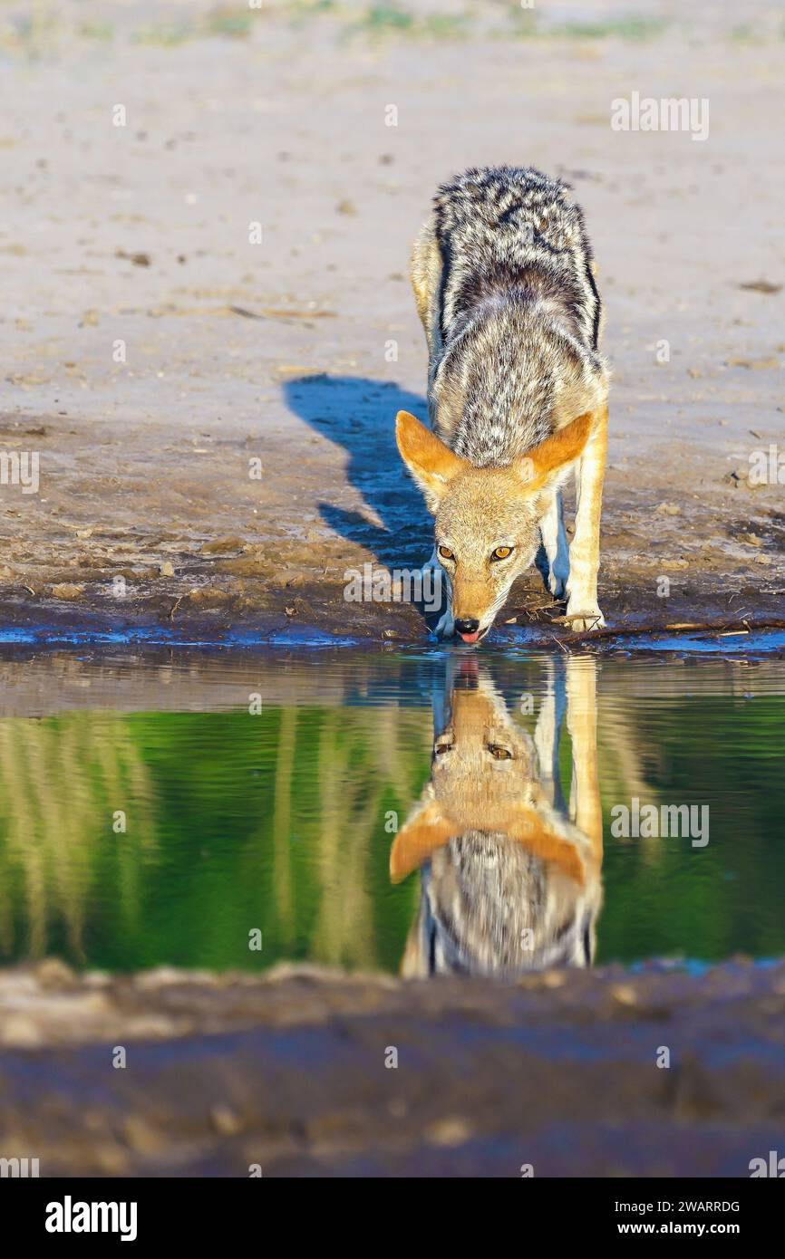 A black-backed jackal takes a drink from a waterhole in the Central Kalahari Game Reserve in Botswana. Stock Photo