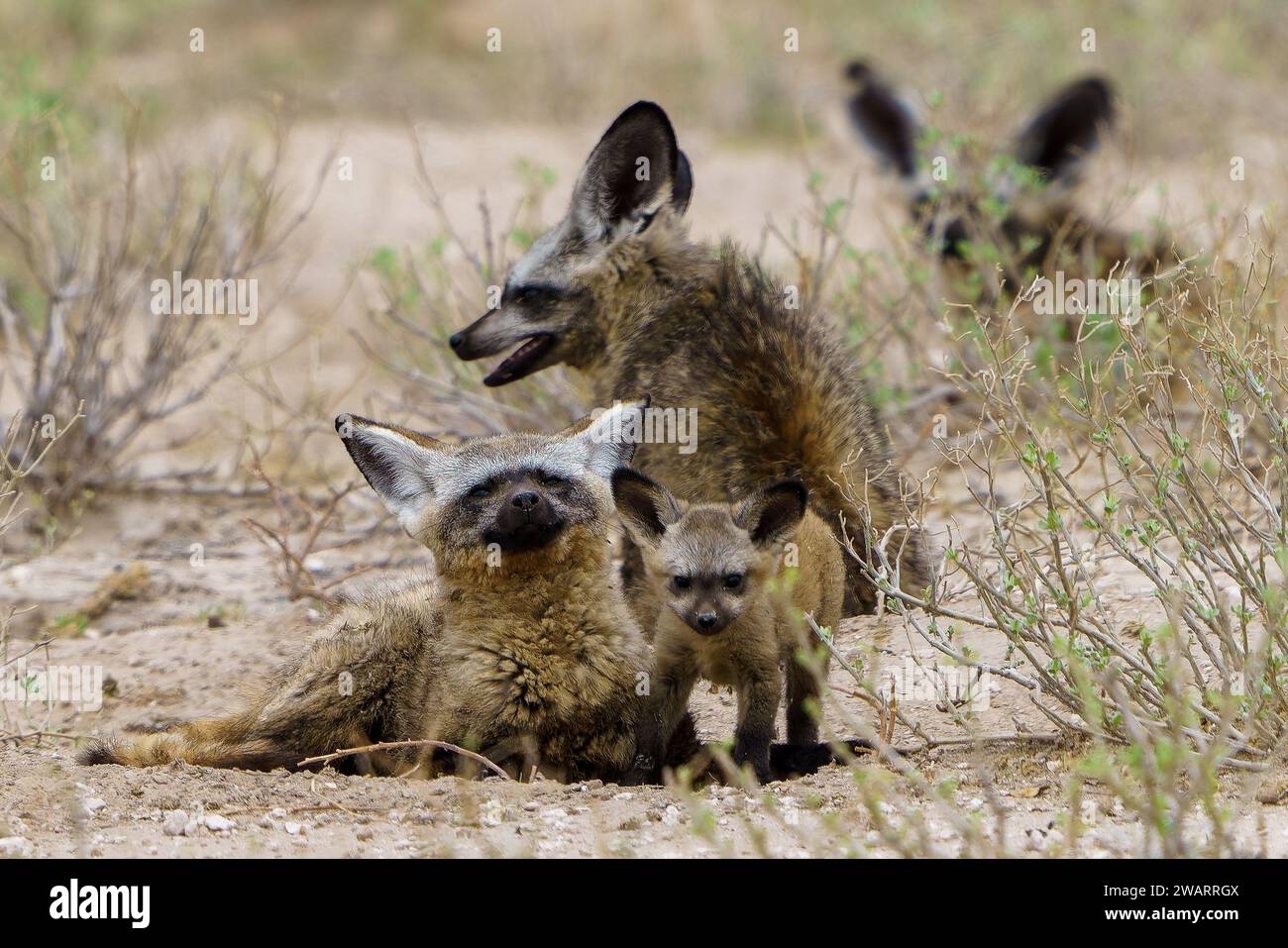 A family of black-backed jackals in the Central Kalahari Game Reserve in Botswana. Stock Photo