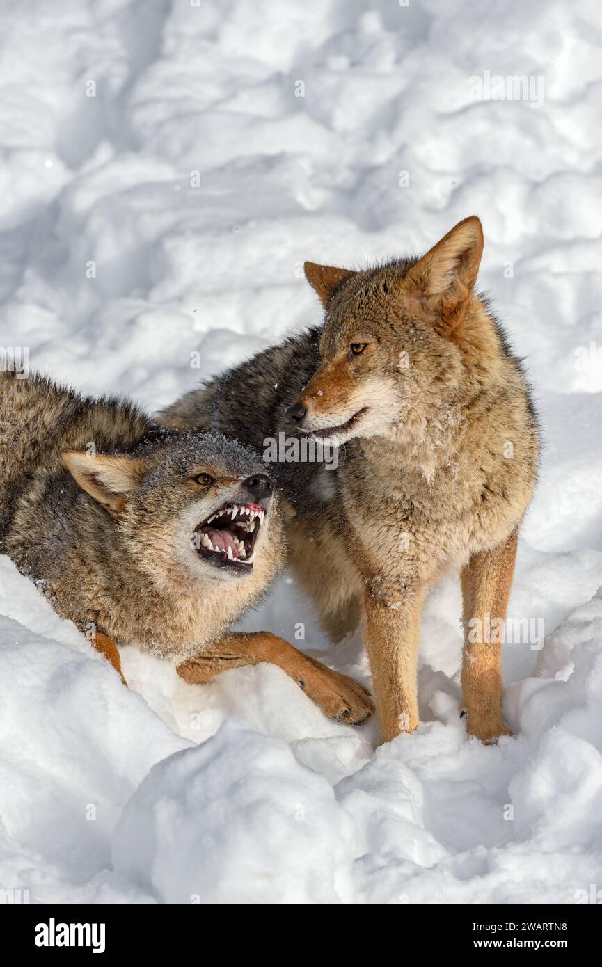 Coyote (Canis latrans) Shows Teeth to Packmate Winter - captive animals Stock Photo