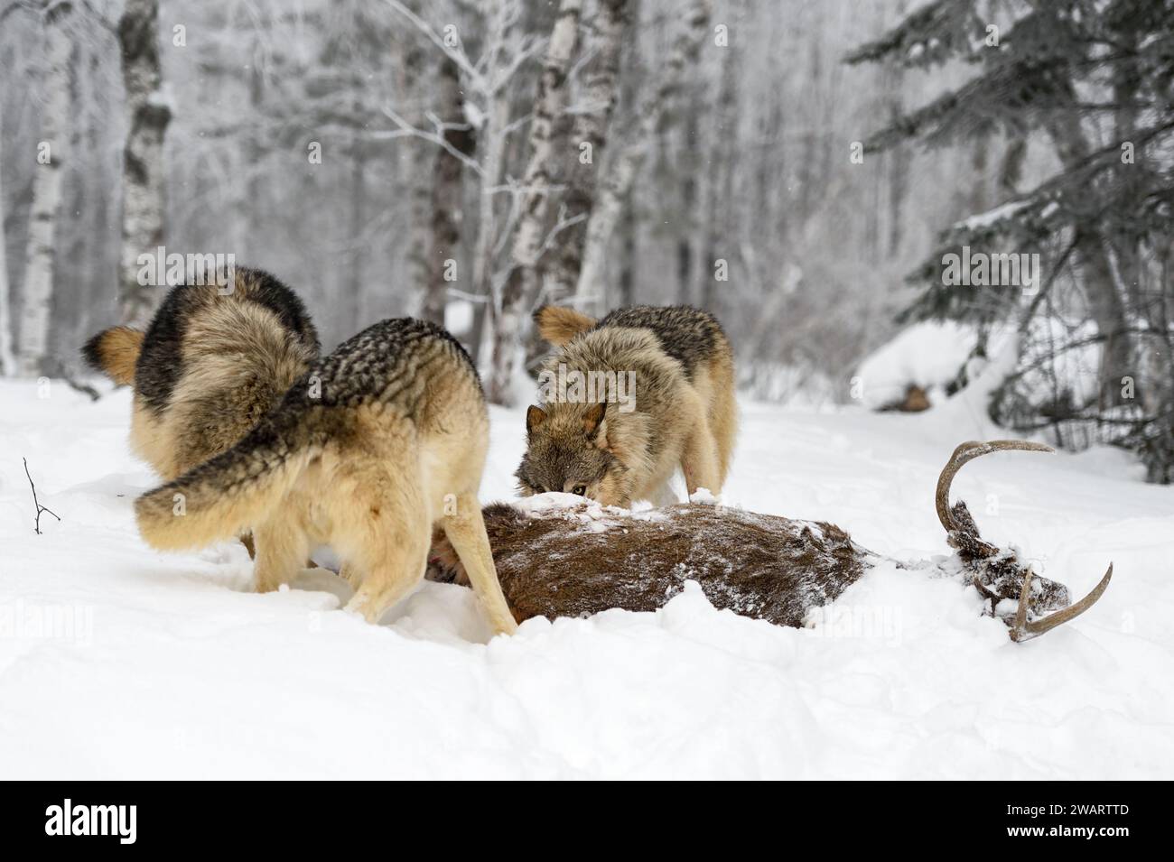 Grey Wolf (Canis lupus) Eye Over White-Tail Deer Carcass Winter - captive animals Stock Photo