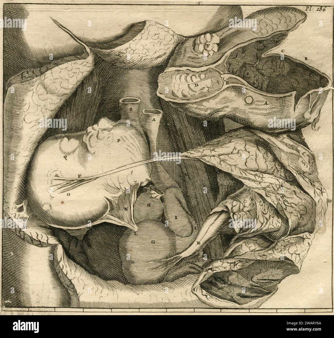 Vintage anatomy drawing: Human dissection, Transation Philosophique, France 1700s Stock Photo