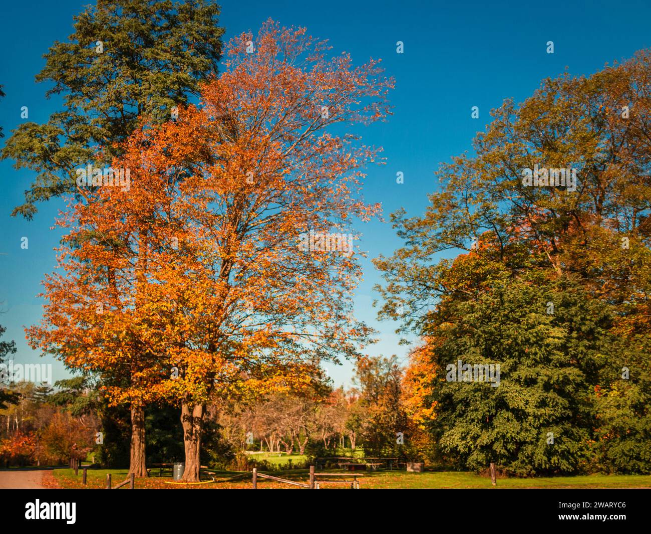 Golden autumn in the city park on a bright sunny day in Ontario, Canada ...